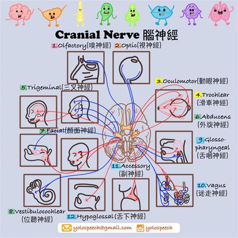 12腦神經口訣